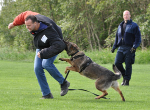 K9 Training